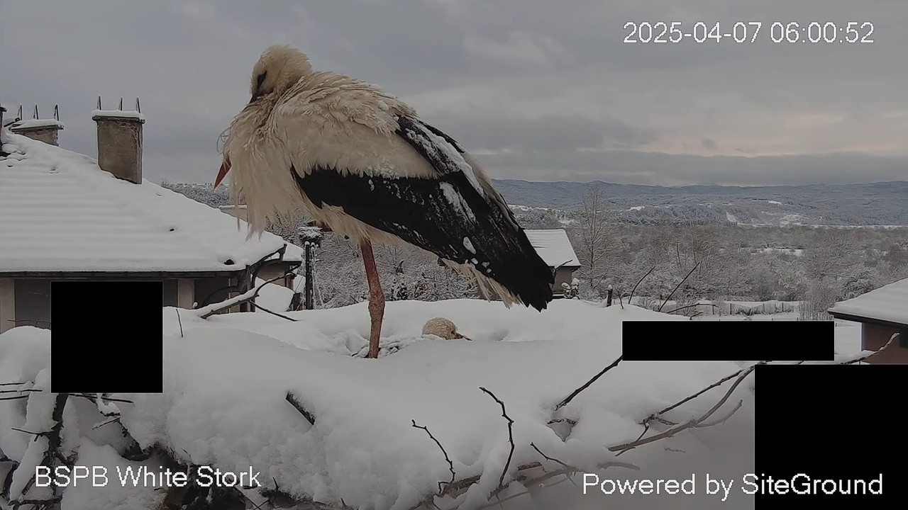 Камера предава на живо от гнездо на щъркели в село Драгушиново_Camera from a stork's nest, Bulgaria 